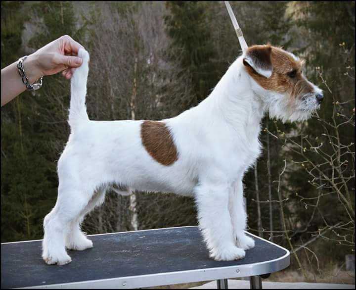 Marklivet Jr Islander | Jack Russell Terrier 