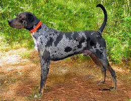 Lee's El Nino | Catahoula Leopard Dog 