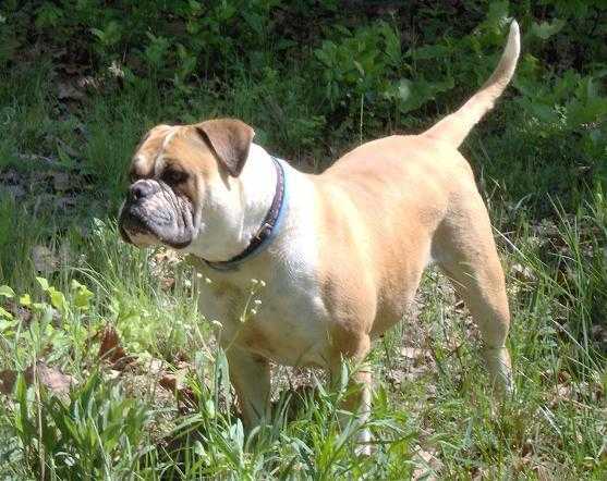 F.G.'s Gypsy Rose | Olde English Bulldogge 