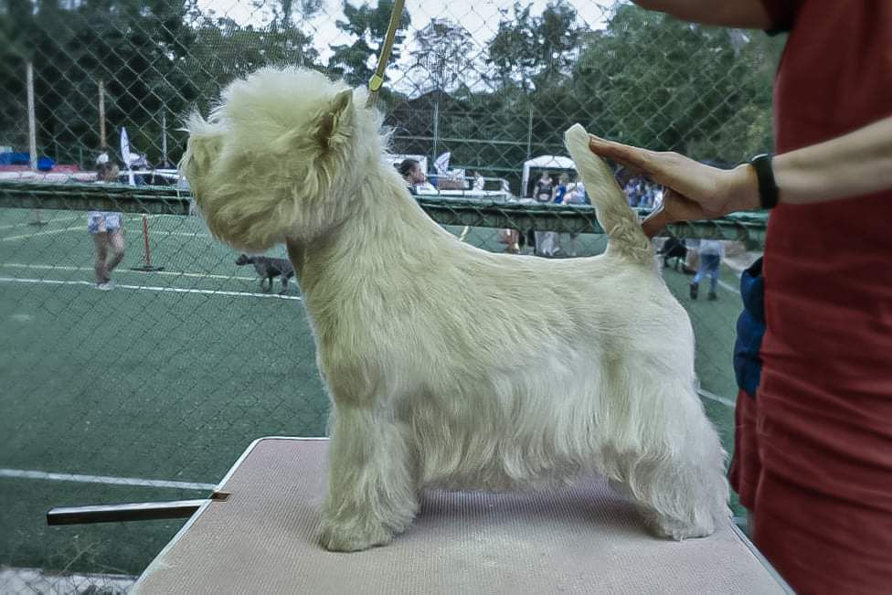 Vest Are Prospero | West Highland White Terrier 