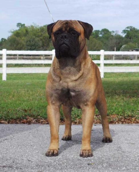 Chato's Oran-gutan | Bullmastiff 