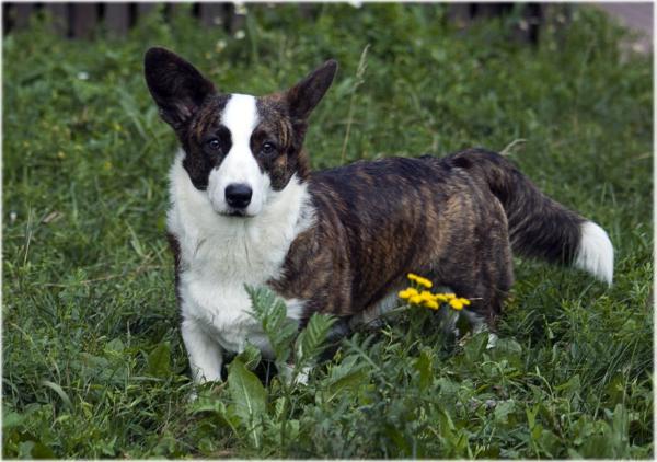 Zamok Svyatogo Angela Favoritka | Cardigan Welsh Corgi 