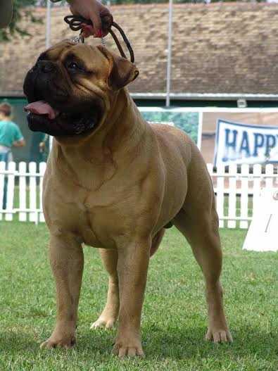 Casper Jegerio Širdis | Bullmastiff 