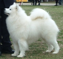 Kalaska Sheer Exellence | Samoyed 