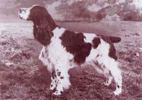 Ardencote Alexander | English Springer Spaniel 