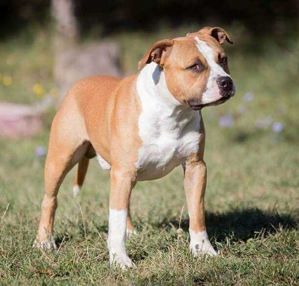 Armin Rosso Relativo Aim The Star | American Staffordshire Terrier 