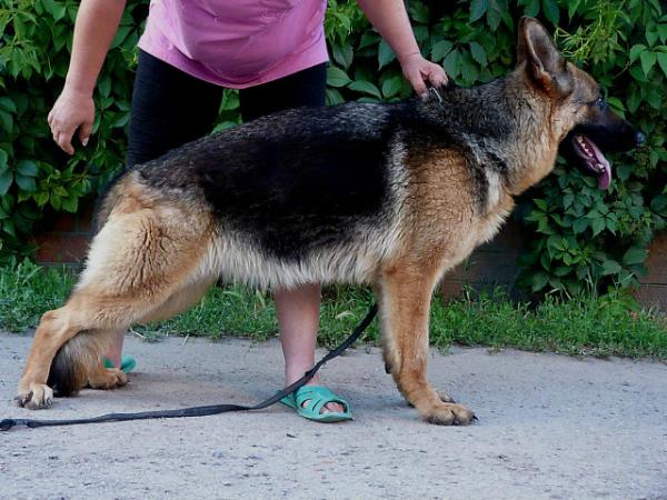 Waliya s Tihogo Dona | German Shepherd Dog 