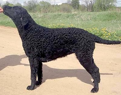 Kulteen Hokitika | Curly Coated Retriever 