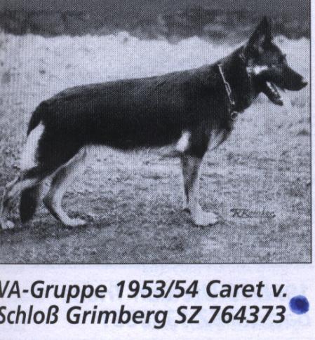 Caret vom Schloß Grimberg | German Shepherd Dog 