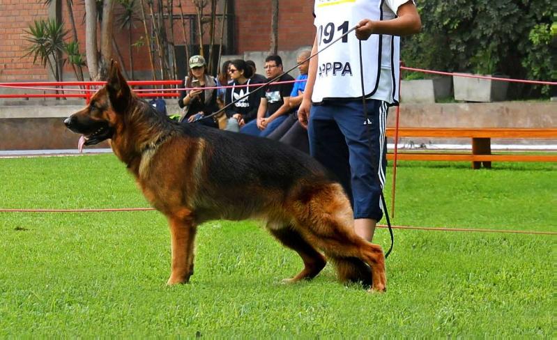 Baxter Del Rio Danubio | German Shepherd Dog 