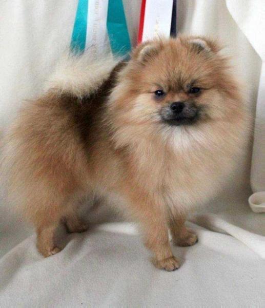 Katchinas Here Comes The Sun | Pomeranian 
