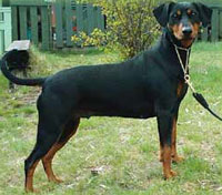 Lilla Enebys RIFFY | German Pinscher 