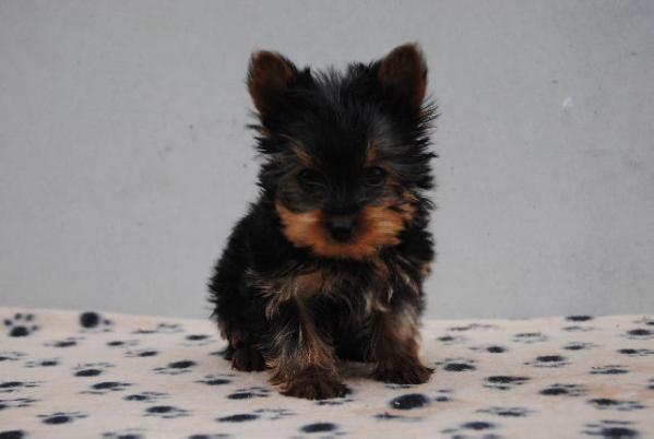 Tim De Las Viñas | Yorkshire Terrier 