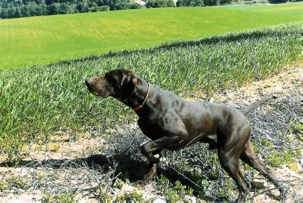 César du Gué-Vaslin | German Shorthaired Pointer 