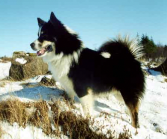 Lappi - 4485/97 | Icelandic Sheepdog 