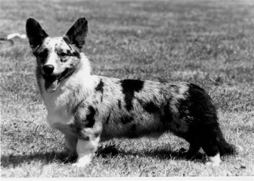 Gwenlais IDWAL | Cardigan Welsh Corgi 