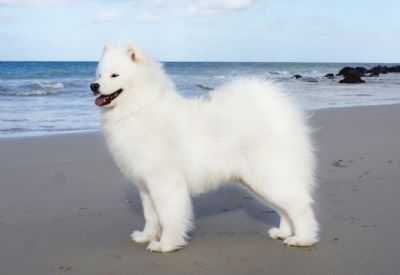 Smiling Snowball I'm Your Heartbeat | Samoyed 