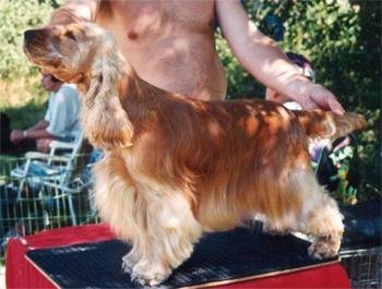 Vitahotellets Kael | English Cocker Spaniel 