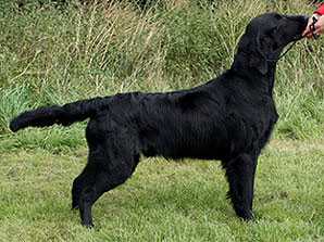 Black Mica's That's Priceless | Flat-Coated Retriever 