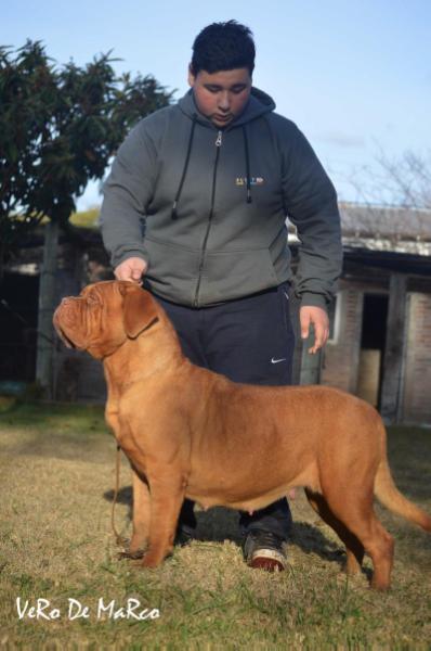 vaina los picasos | Dogue de Bordeaux 