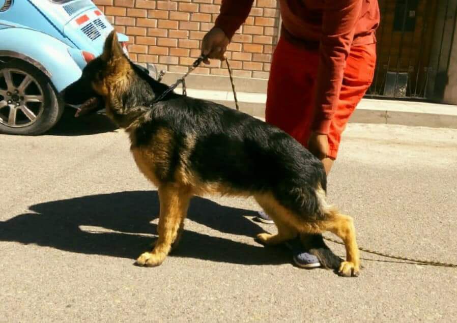 Remo con Llaxta yurak | German Shepherd Dog 