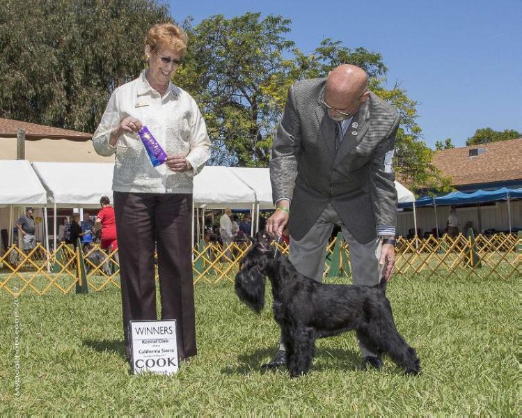 Wunderkind Velvet Indigo On The Rock | Standard Schnauzer 