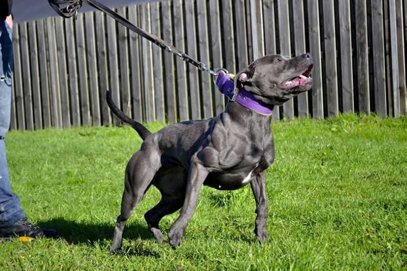 Fatboy's Manor Suga sweet American | American Staffordshire Terrier 