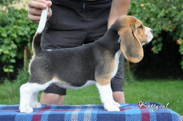 Tsvetochek Alen'kiy Kattyval | Beagle 