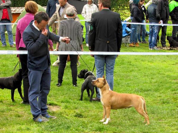 Casanova´s Party Girl | American Staffordshire Terrier 