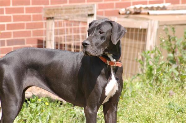 Butlerhills Sophia at Brazos River | Great Dane 