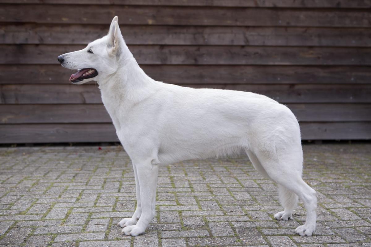 Flashing Jewel Perfect Illusion | White Swiss Shepherd Dog 