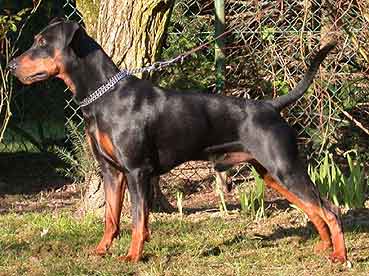 Duffyco's GORDON | German Pinscher 