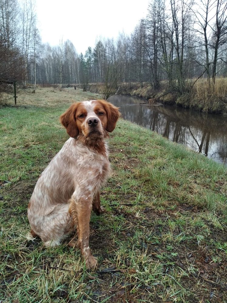 Polya Rossii GENRI | Brittany 