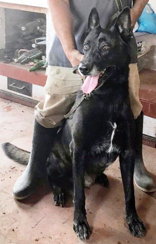 Cypress Hill Canil Taruma | Belgian Malinois 