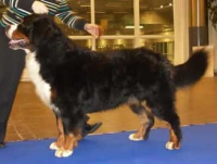 Neklebyasen's Oliver Twist | Bernese Mountain Dog 