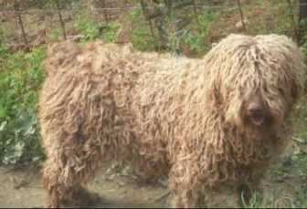 Marley De Jelova | Spanish Water Dog 