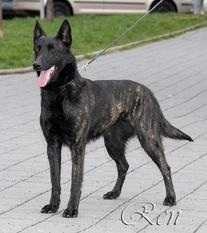 Balla D'France Wapini von Folge | Dutch Shepherd 