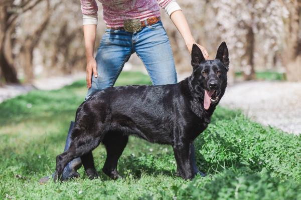 Nola Vom Haus Tyson | German Shepherd Dog 