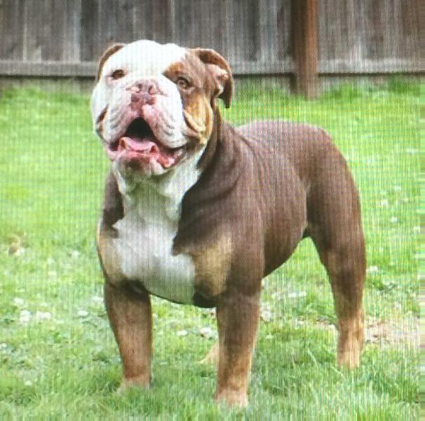 Texas Geez Lombardi | Olde English Bulldogge 