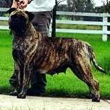 MERCURY'S ECLIPSE OF GRAECIA | Bullmastiff 