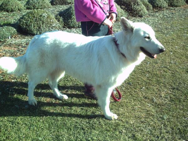 Coolabah Envy Mist | White Swiss Shepherd Dog 