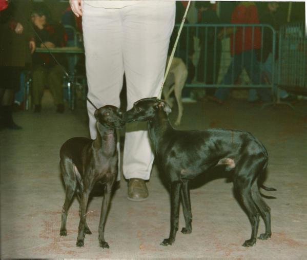 Ulrik du Vallon de la Renardiere | Italian Greyhound 