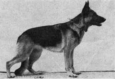 Chita vom Noricum | German Shepherd Dog 