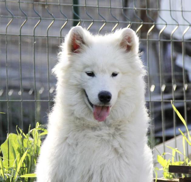 BELYI VOLK BOMBASTER | Samoyed 