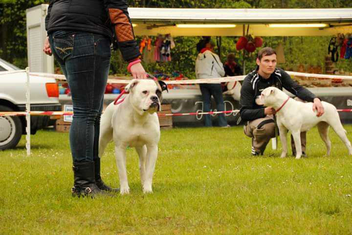 HeartlandBulls Reeza of Darkenwald | American Bulldog 