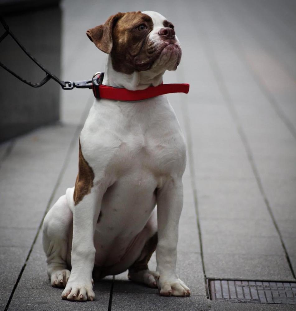 GADIRBULLS REINA DEL FLOW | American Bulldog 