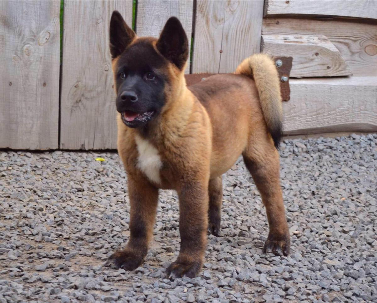 Fausto | Akita 