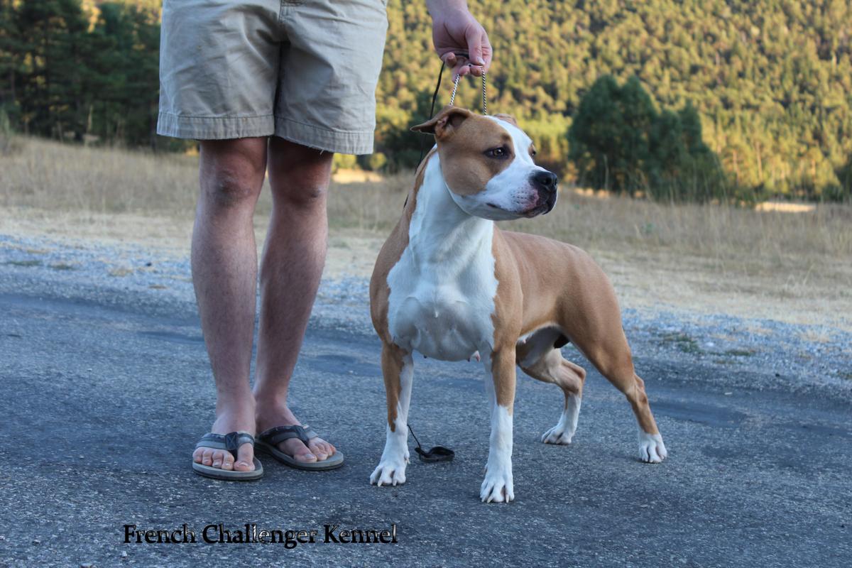 French Challenger Liberty Queen Of Fire | American Staffordshire Terrier 