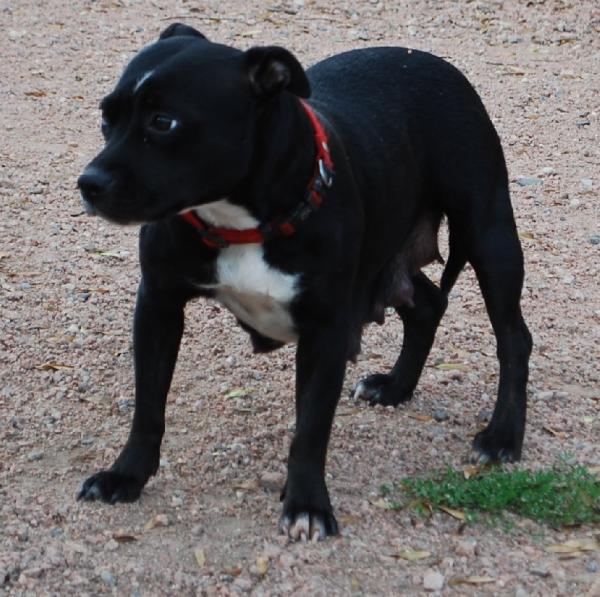 elite de la crique du flojule | Staffordshire Bull Terrier 