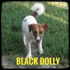 Black Dolly | Jack Russell Terrier 